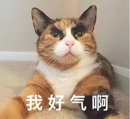 大司马猫meme：网络迷因的娱乐与情感共鸣